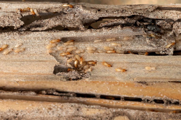 Best Pest Removal Services  in Green Springs, OH